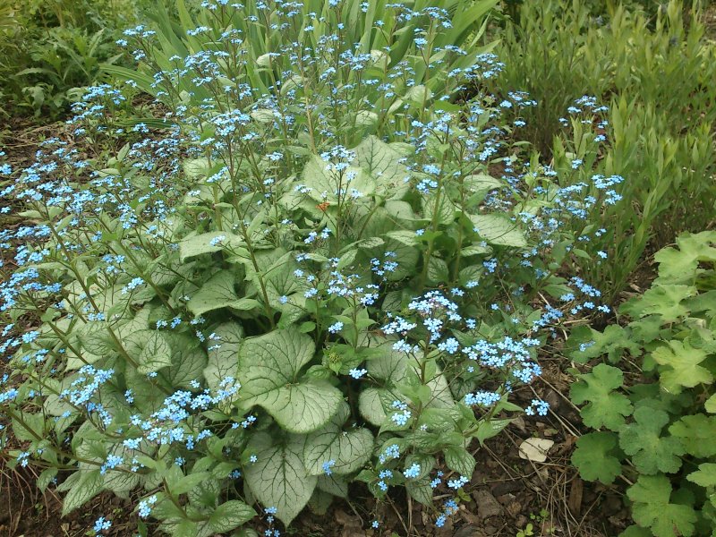 Brunnera macrophylla 'Looking Glass'  Suurelehine brunnera